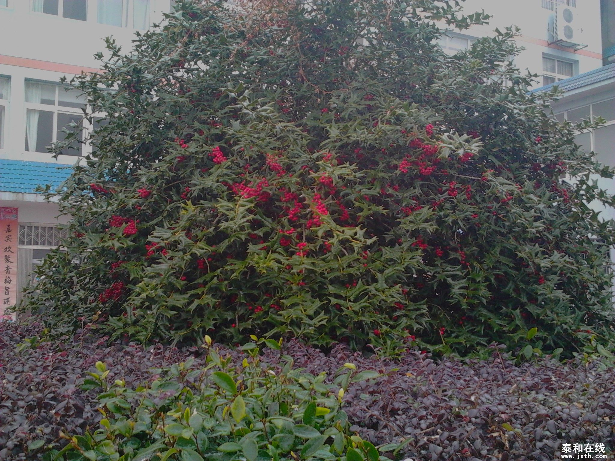 IMG_20130105_114334_0.jpg