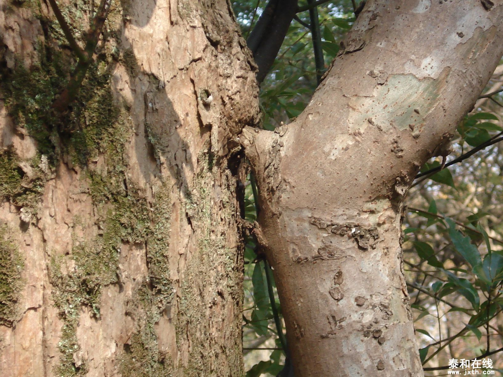 DSC09070.JPG