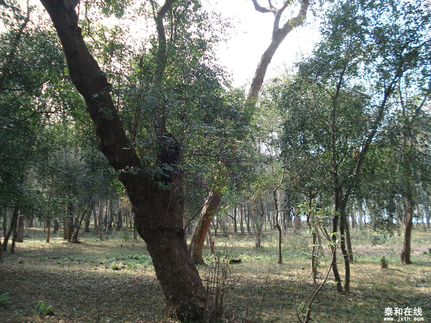 DSC08994.JPG
