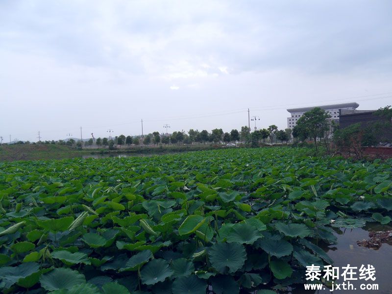 SDC10037.jpg