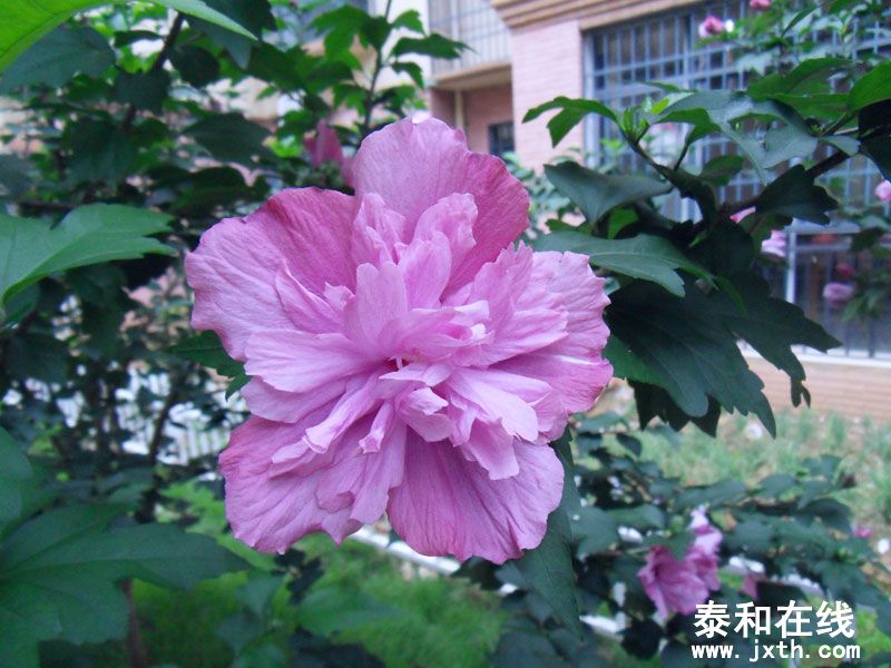 SDC10056.jpg