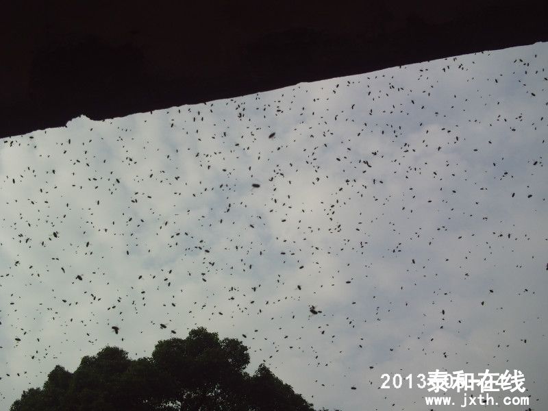 psb11383555881050058460.jpg
