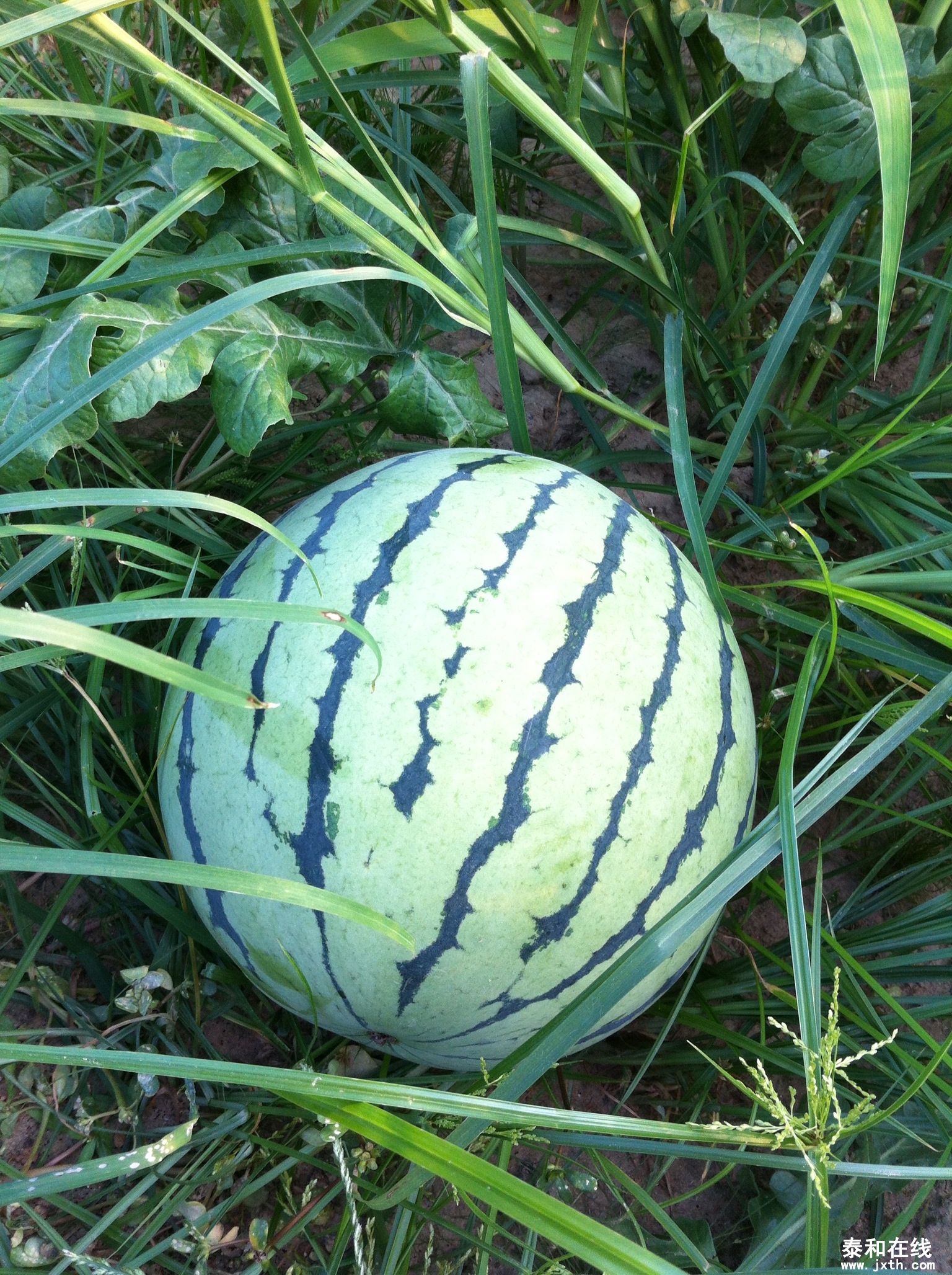 image.jpg