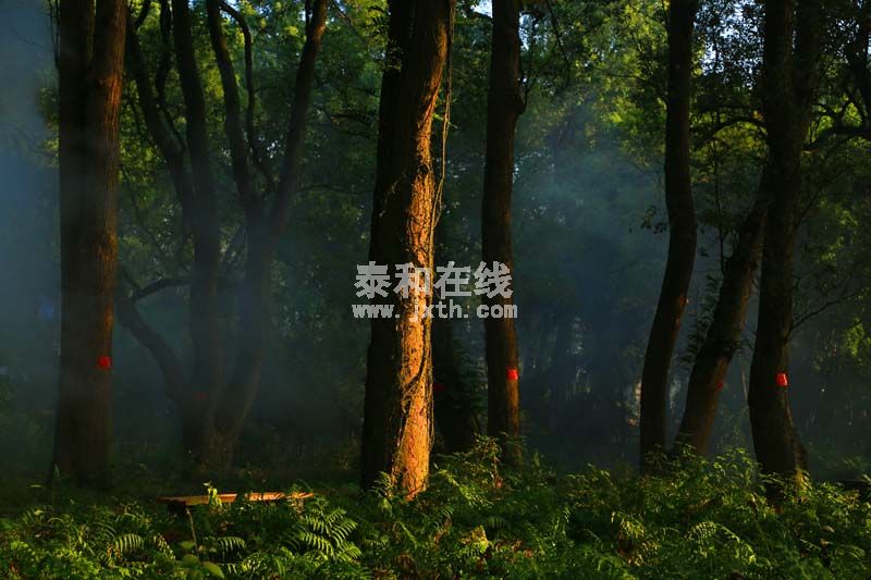 Ƭ 035.jpg
