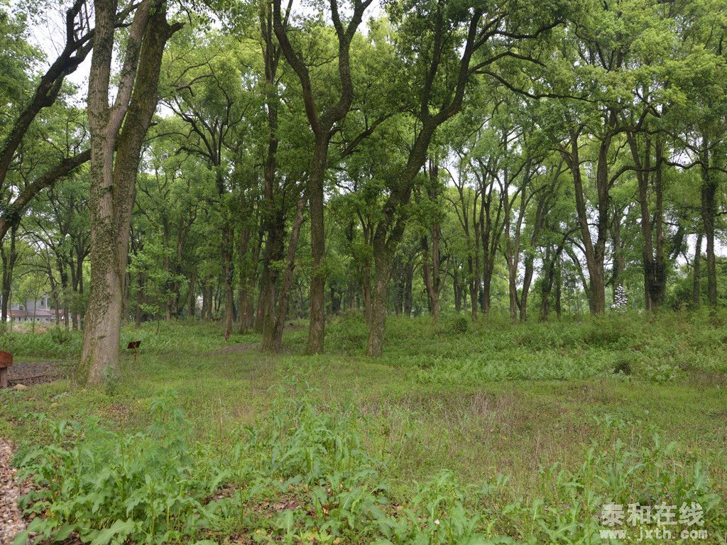 DSC_0095__.jpg