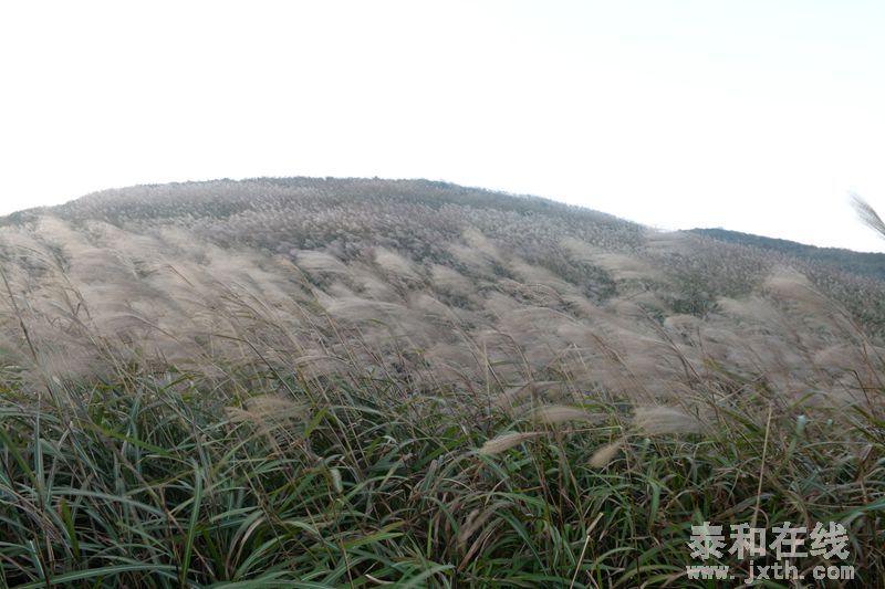 DSC_7865__.jpg