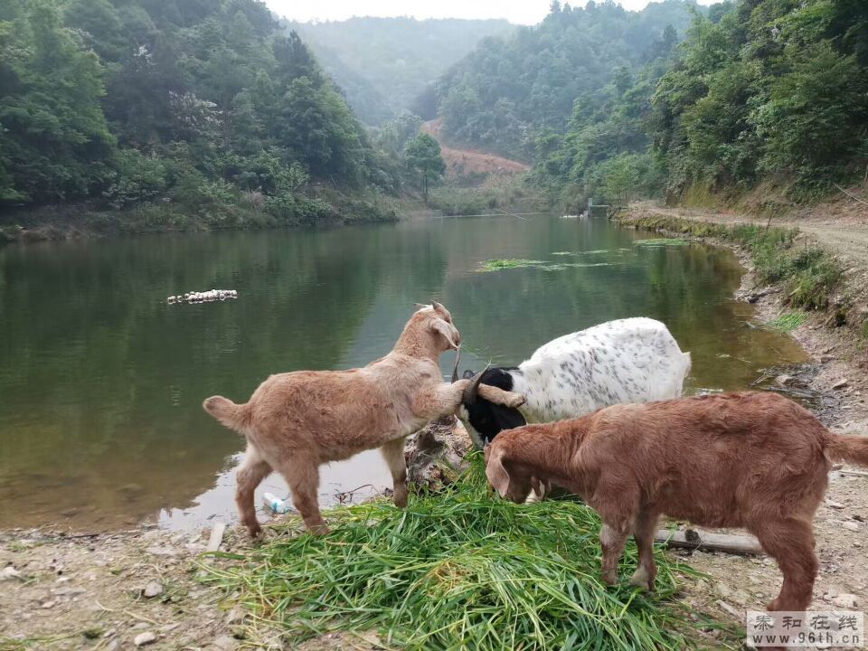 QQͼƬ20180523134544.jpg