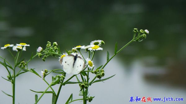 DSC02237.jpg