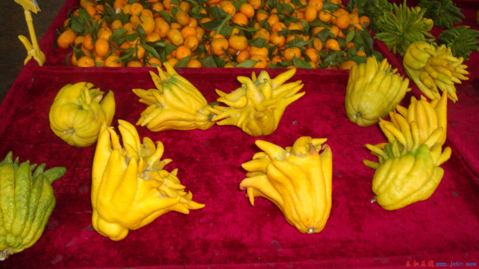 DSC05255.JPG