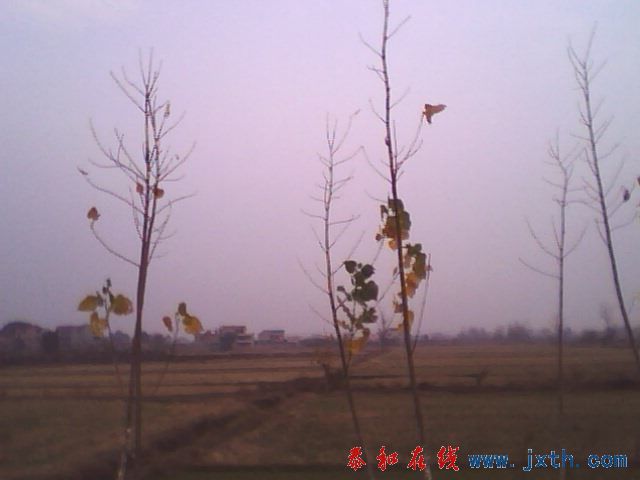 IMG0137A.jpg