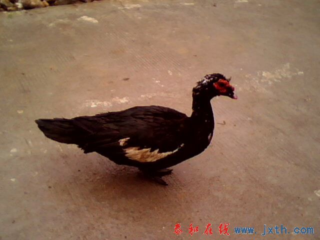 IMG0170A.jpg
