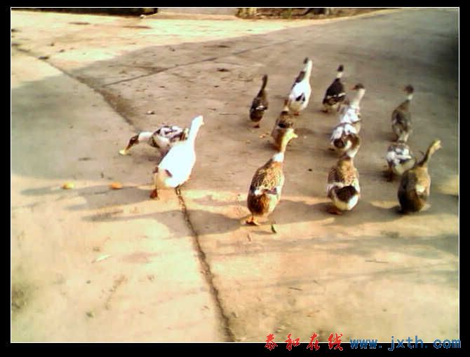 IMG0233A.jpg