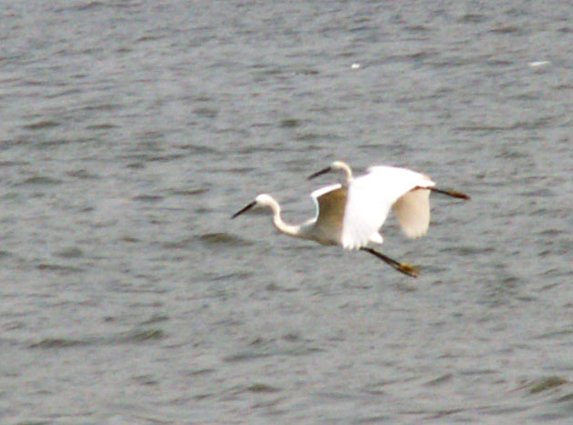 PICT2470-s.jpg