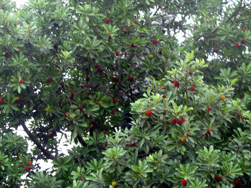 ˵÷֦