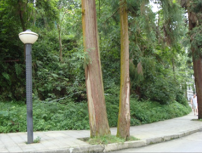 36.jpg