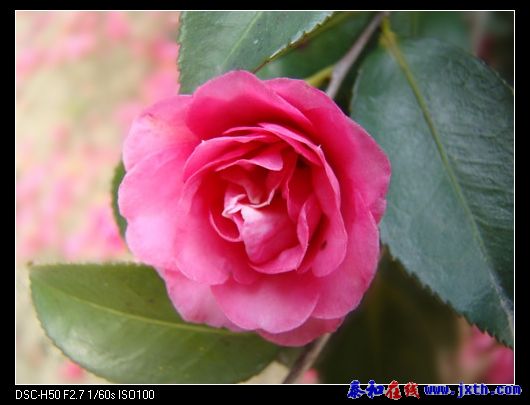 DSC01213.jpg